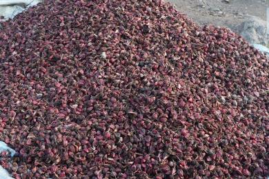 अलैँचीको मूल्य निरन्तर उकालोः प्रतिमन रु एक लाख पुग्यो